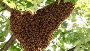 
                        ഉള്ള്യേരിയിൽ തൊഴിലുറപ്പ് തൊഴിലാളികൾക്ക് തേനീച്ചയുടെ കുത്തേറ്റു