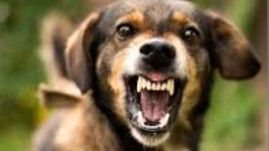 പേരാമ്പ്രയിൽ വീണ്ടും തെരുവ് നായയുടെ ആക്രമണം: 11 പേർക്ക് കടിയേറ്റു  