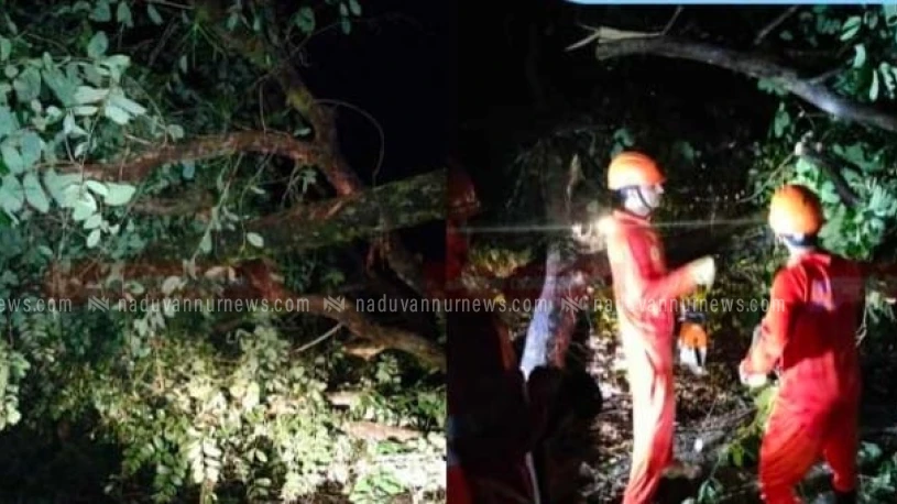 മരം മുറിഞ്ഞ് തെങ്ങിൻമേൽ വീണു.തെങ്ങ് ലൈനിൽ തട്ടി റോഡ് ഗതാഗതം തടസ്സപ്പെട്ടു