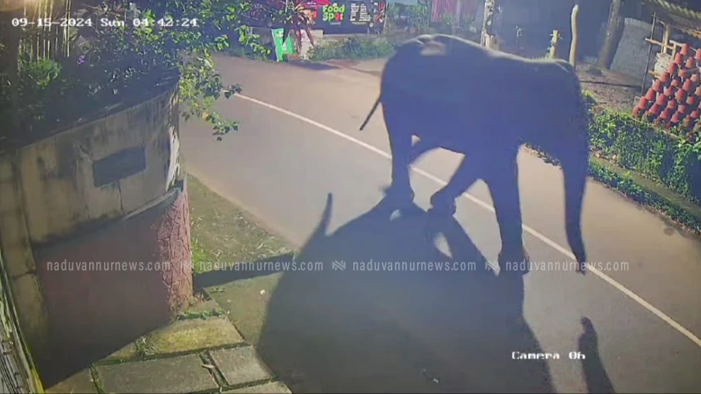 പേരാമ്പ്രയിൽ ഇറങ്ങിയ ആന പന്തിരിക്കര ഭാഗത്തേക്ക് നീങ്ങി