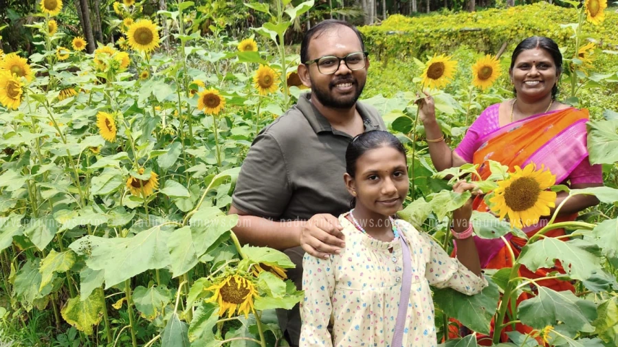  കരുവണ്ണൂരിൽ സ്വകാര്യ വ്യക്തിയുടെ സ്ഥലത്ത് സൂര്യകാന്തി വിടർന്നു
