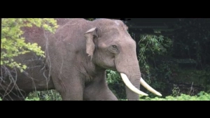 
                        ആതിരപ്പള്ളിയില്‍ കാട്ടാന ആക്രമണത്തില്‍ മരിച്ചവരുടെ ബന്ധുക്കള്‍ക്ക് 10 ലക്ഷം രൂപ വീതം ധനസഹായം