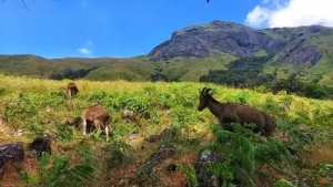 
                        ഇരവികുളം ദേശീയ ഉദ്യാനത്തിന് 50 തികയുന്നു;വരയാടുകളുടെ കണക്കെടുപ്പിന് തയ്യാറെടുത്ത് വനംവകുപ്പ്