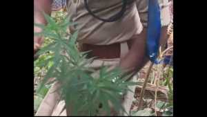 
                        കീഴരിയൂരിൽ അതിഥി തൊഴിലാളികളുടെ വീടിന് സമീപം കഞ്ചാവ് ചെടികൾ