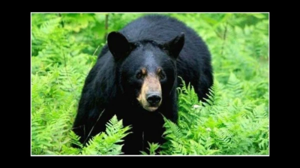 വയനാട്ടിൽ കരടി ആക്രമണം ;യുവാവിന് പരിക്ക്