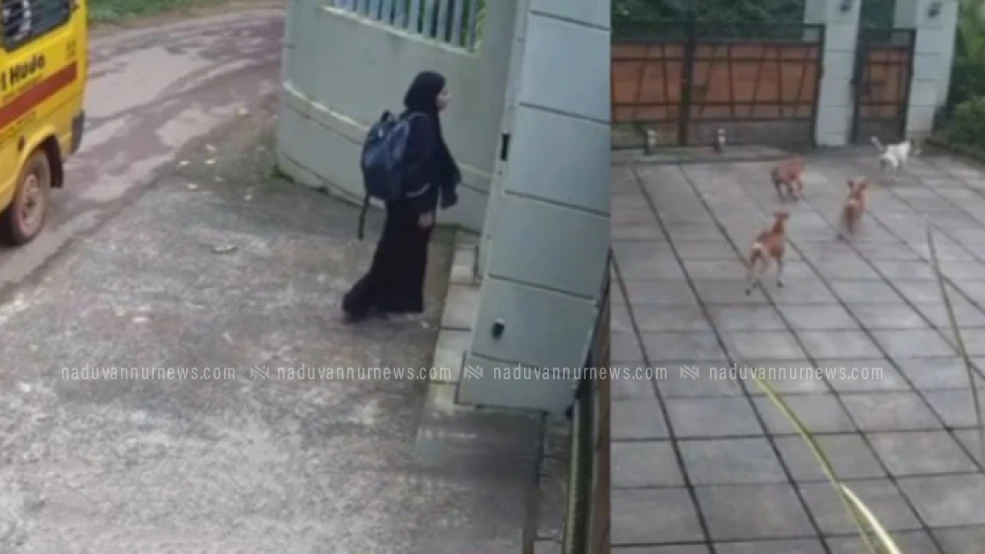 ചെക്യാട് വിദ്യാർത്ഥിനിക്ക് നേരെ പാഞ്ഞടുത്ത് തെരുവുനായ കൂട്ടം