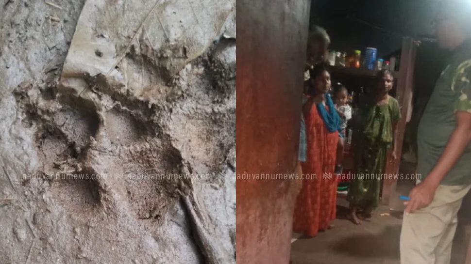 വളർത്തുനായയുടെ പിന്നാലെ പുലി ഓടിക്കയറിയത് വീട്ടിനുള്ളിലേക്ക്