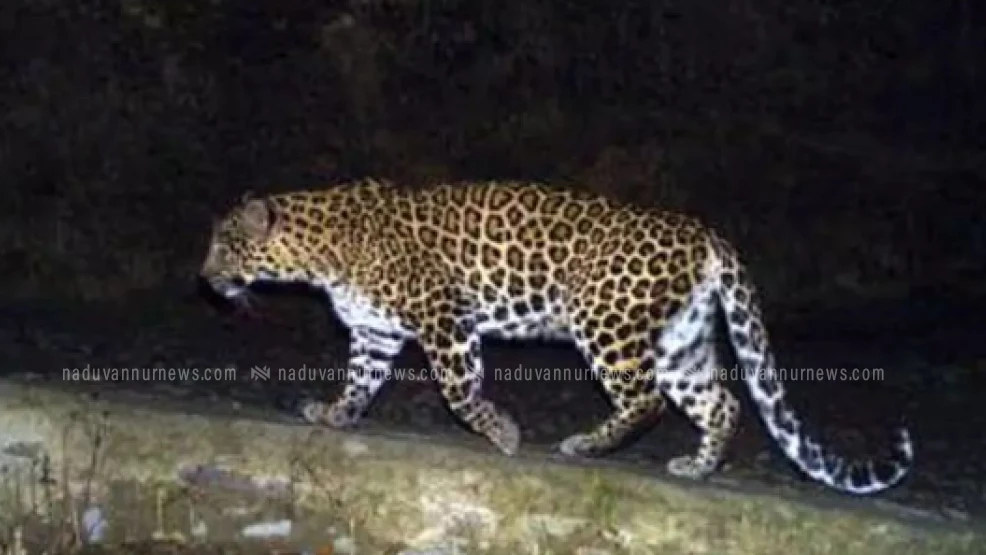 റോഡിനു കുറുകെ ചാടിയ പുള്ളിപ്പുലിയെ ഇടിച്ച് ബൈക്ക് മറിഞ്ഞ് യുവാവിന് പരിക്ക്