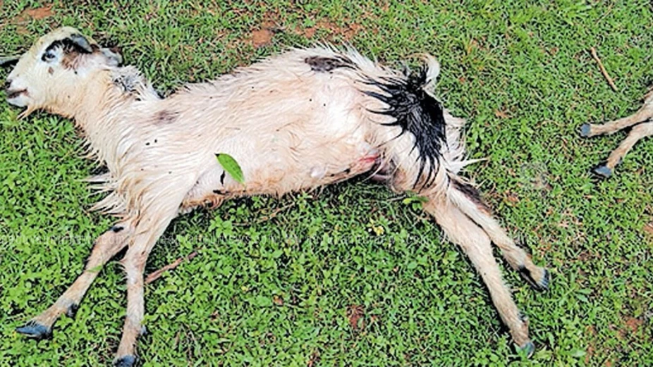 തിരുവോട് തെരുവുനായ ആക്രമണം; 3 ആടുകൾ ചത്തു