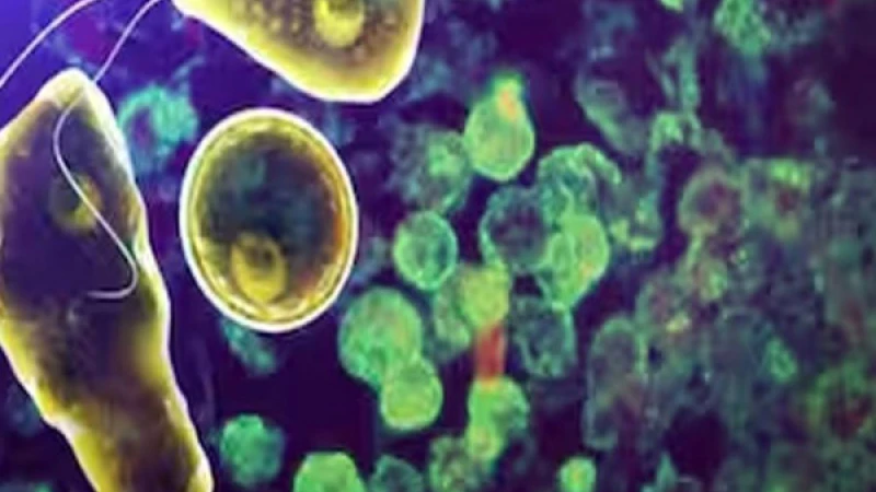 സംസ്ഥാനത്ത് വീണ്ടും അമീബിക് മസ്തിഷ്‌ക ജ്വരം; മലപ്പുറം സ്വദേശിയായ 47കാരന് രോഗം സ്ഥിരീകരിച്ചു