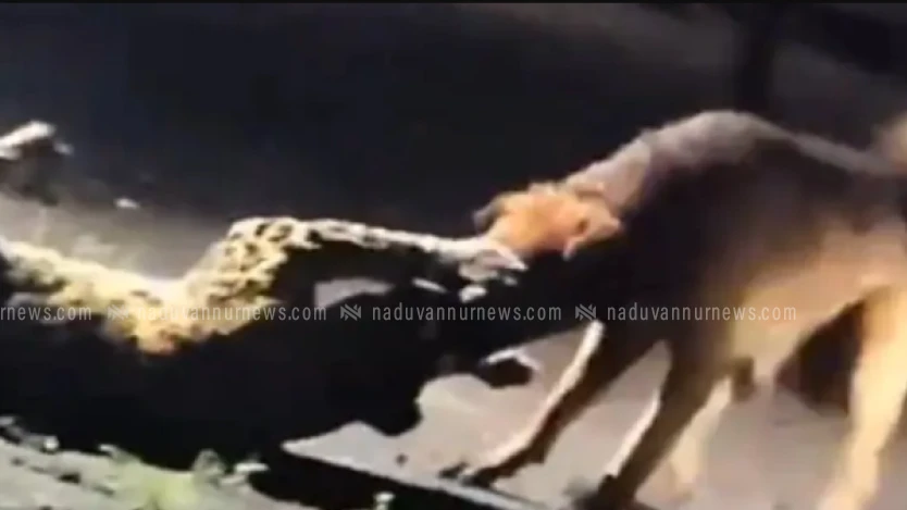  പുള്ളിപ്പുലിയെ കടിച്ചെടുത്ത് 300 മീറ്ററോളം വലിച്ചിഴച്ച് തെരുവുനായ