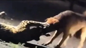 
                        പുള്ളിപ്പുലിയെ കടിച്ചെടുത്ത് 300 മീറ്ററോളം വലിച്ചിഴച്ച് തെരുവുനായ