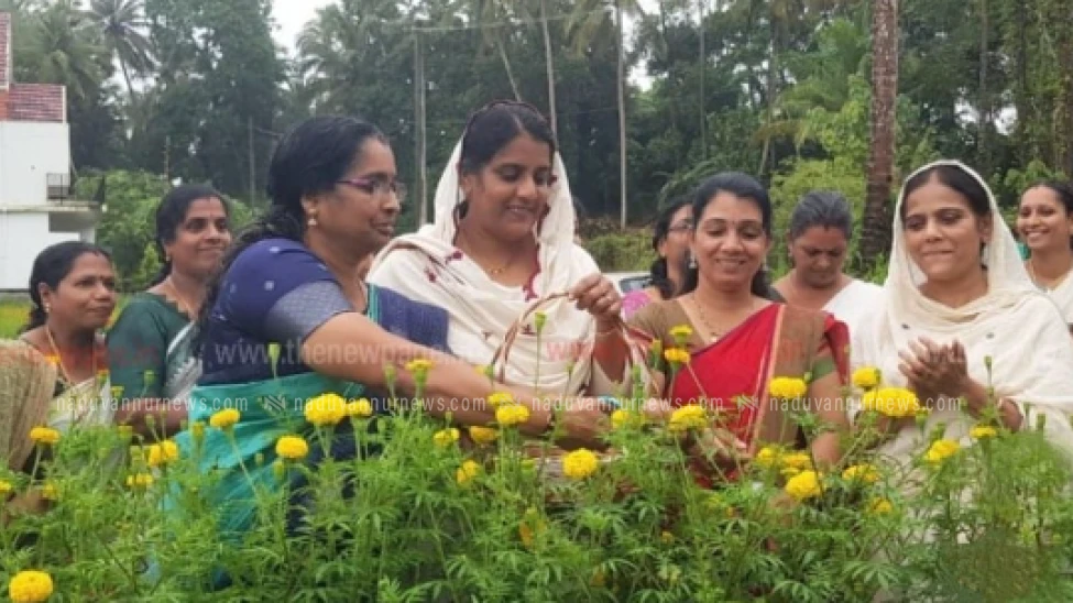  അത്തോളിയിൽ ചെണ്ടുമല്ലി കൃഷി വിളവെടുപ്പ് ഉത്സവം നടത്തി