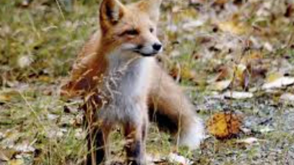 നാദാപുരം ചിയ്യൂരിൽ പട്ടാപ്പകൽ മധ്യവയസ്കനെ കുറുക്കൻ കടിച്ചു