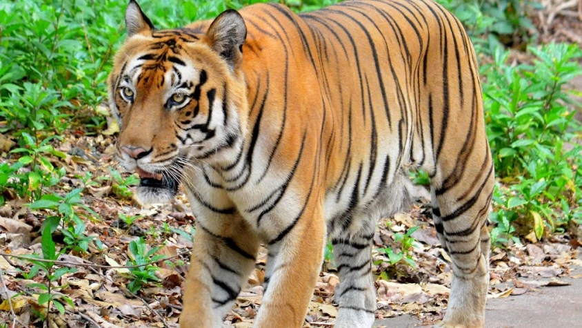 
                                    ആശ്വാസം; ഉൾവനത്തിൽ കടുവകളുടെ എണ്ണം എടുക്കാൻ പോയ  ഉദ്യോഗസ്ഥരെ കണ്ടെത്തി