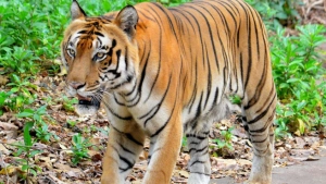 
                        ആശ്വാസം; ഉൾവനത്തിൽ കടുവകളുടെ എണ്ണം എടുക്കാൻ പോയ  ഉദ്യോഗസ്ഥരെ കണ്ടെത്തി