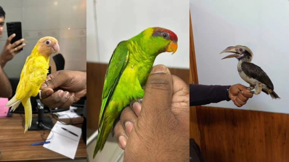 കോടികൾ വിലമതിക്കുന്ന 14 പക്ഷികളുമായി ദമ്പതികൾ പിടിയിൽ