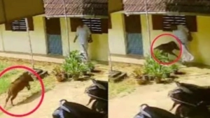 ബാലുശ്ശേരി സംസ്കൃത കോളേജിൽ പട്ടാപ്പകൽ കാട്ടുപന്നി ആക്രമണം:  അധ്യാപകൻ തലനാരിഴയ്ക്ക് രക്ഷപ്പെട്ടു