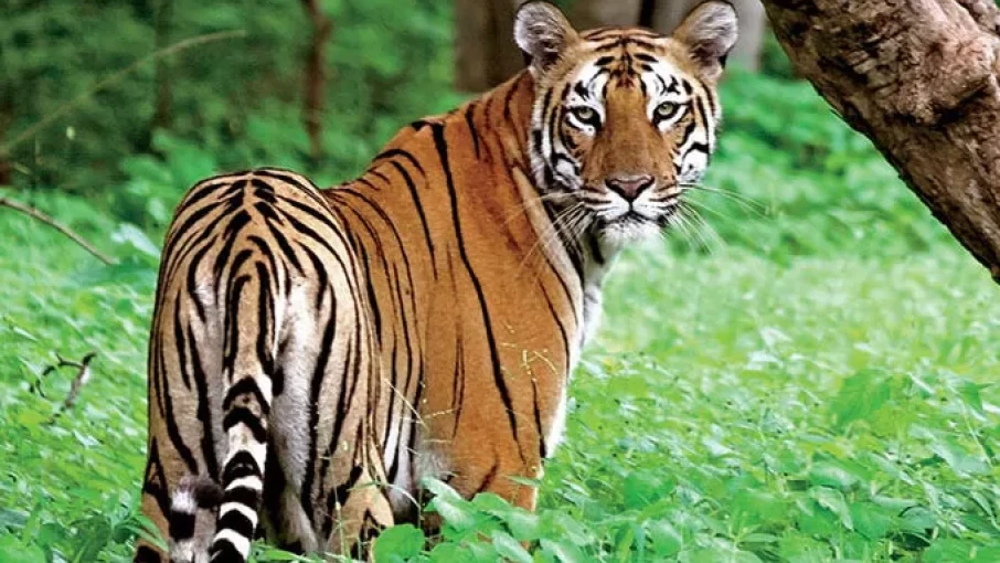  വയനാട്ടില്‍ കടുവ ആക്രമണത്തില്‍ ആദിവാസി വയോധികന്‍ കൊല്ലപ്പെട്ടു