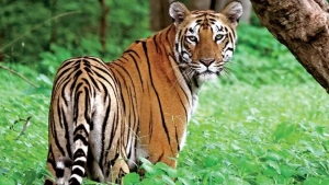 വയനാട്ടില്‍ കടുവ ആക്രമണത്തില്‍ ആദിവാസി വയോധികന്‍ കൊല്ലപ്പെട്ടു