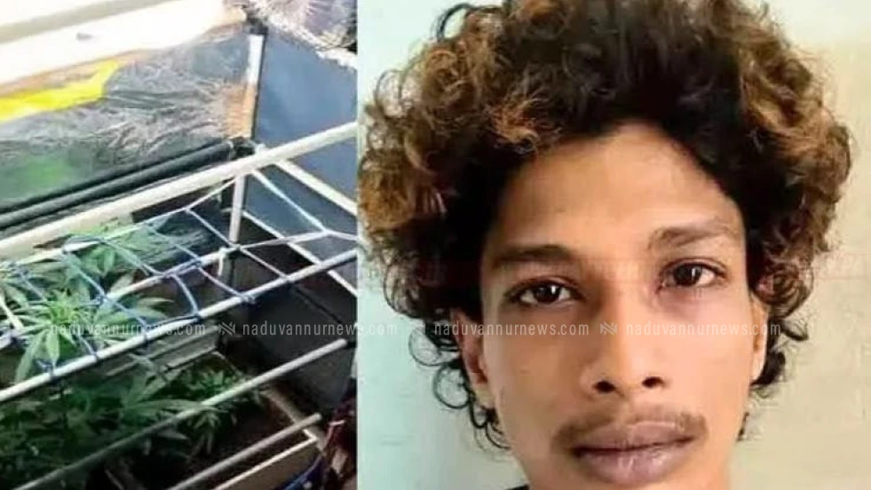  വീടിനുള്ളിൽ ഹൈടെക് കഞ്ചാവ് തോട്ടമുണ്ടാക്കിയ യുവാവിനെ പൊലീസ് അറസ്റ്റ് ചെയ്തു