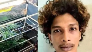വീടിനുള്ളിൽ ഹൈടെക് കഞ്ചാവ് തോട്ടമുണ്ടാക്കിയ യുവാവിനെ പൊലീസ് അറസ്റ്റ് ചെയ്തു