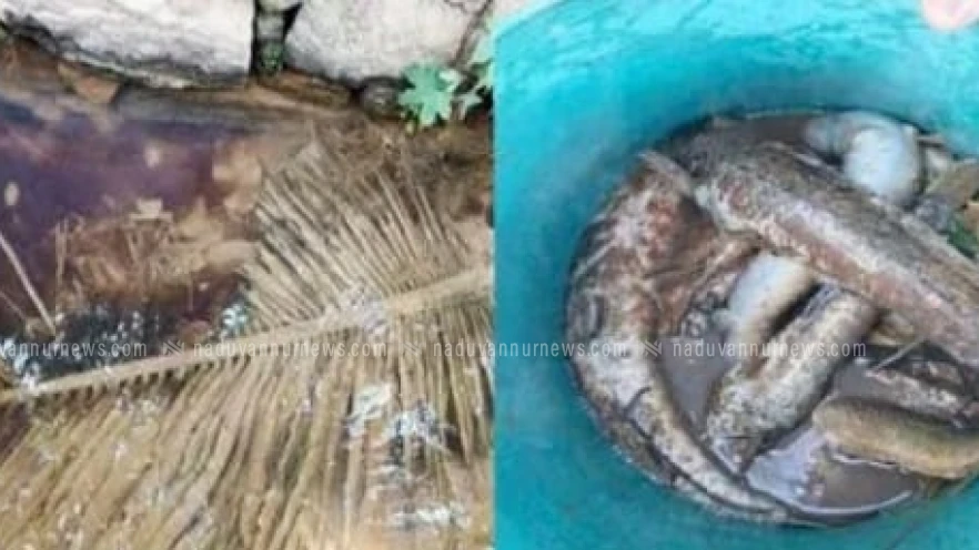 തോട്ടിൽ സാമൂഹിക വിരുദ്ധർ രാസമാലിന്യം ഒഴുക്കി; മത്സ്യങ്ങൾ ചത്തുപൊങ്ങി