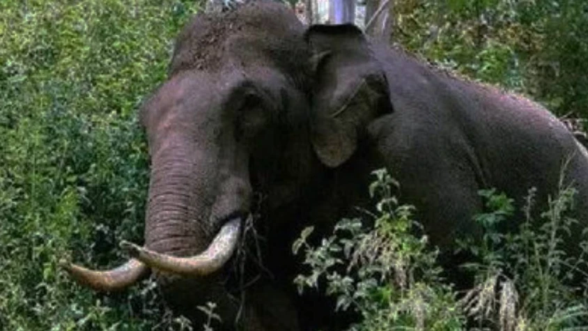  വയനാട് തിരുനെല്ലിയില്‍ കാട്ടാന ആക്രമണത്തിൽ മധ്യവയസ്‌ക  കൊല്ലപ്പെട്ടു