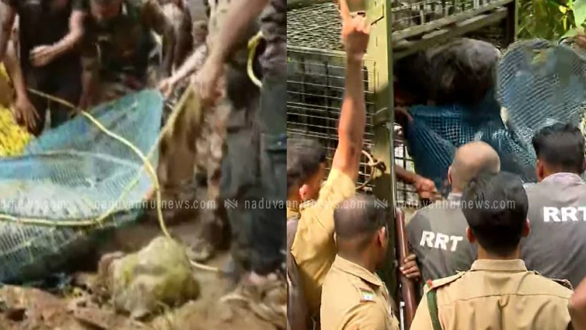  പത്തനംതിട്ട ചിറ്റാറില്‍ കിണറ്റില്‍ വീണ കടുവയെ പുറത്തെടുത്തു