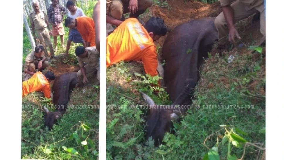 പേരാമ്പ്രയിൽ കിടങ്ങിൽ കുടുങ്ങിയ പശുവിന് രക്ഷകരായി പേരാമ്പ്ര ഫയർ ഫോഴ്സ്