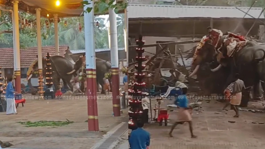 കൊയിലാണ്ടിയിലെ ആനക്കലി: കൂട്ടത്തില്‍ കുത്ത് പീതാംബരന്‍ ആനയുടെ പ്രകൃതം