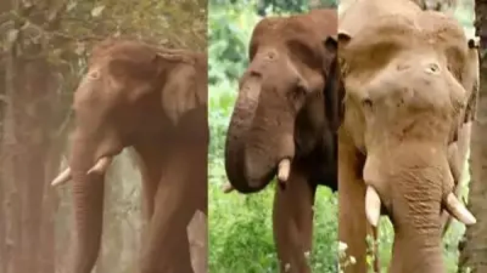  മസ്തകത്തില്‍ മുറിവേറ്റ കൊമ്പന്‍ ചികിത്സയ്ക്കിടെ ചരിഞ്ഞു