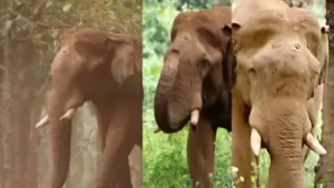 
                        മസ്തകത്തില്‍ മുറിവേറ്റ കൊമ്പന്‍ ചികിത്സയ്ക്കിടെ ചരിഞ്ഞു