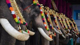 ബാലുശ്ശേരി പൊന്നാരം തെരു ക്ഷേത്രത്തിൽ അനുമതിയില്ലാതെ   ആനയെ എഴുന്നള്ളിച്ചതിന് കേസ്