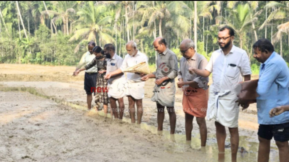 രക്തശാലി നെൽ കൃഷിയിൽ  വിജയം കൊയ്യാനൊരുങ്ങി മേപ്പയ്യൂരിലെ കൃഷി ഉദ്യോഗസ്ഥർ