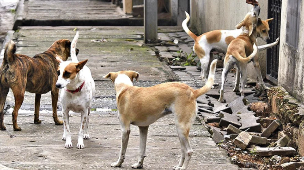 നടുവണ്ണൂരിൽ വീണ്ടും തെരുവുനായ ആക്രമണം; ഒമ്പതാം ക്ലാസ് വിദ്യാർത്ഥിക്ക് കടിയേറ്റു