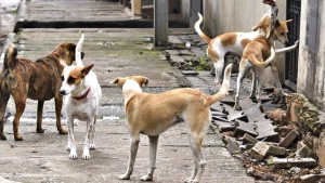
                        നടുവണ്ണൂരിൽ വീണ്ടും തെരുവുനായ ആക്രമണം; ഒമ്പതാം ക്ലാസ് വിദ്യാർത്ഥിക്ക് കടിയേറ്റു