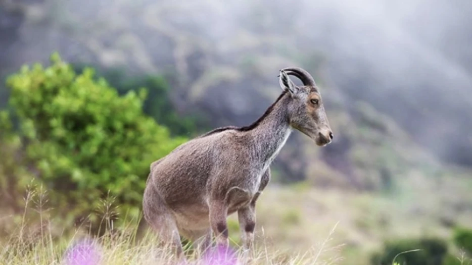 വരയാടുകളുടെ പ്രജനനകാലം; രാജമല ഫെബ്രുവരി ഒന്നു മുതൽ അടയ്ക്കും