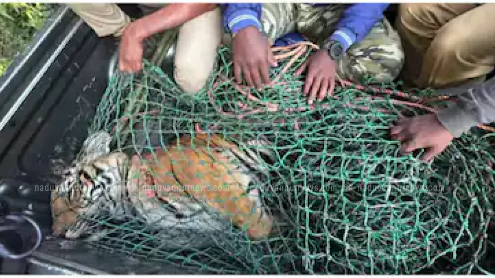 കടുവയുടെ വയറ്റിൽ രാധയുടെ വസ്ത്രവും കമ്മലും മുടിയും