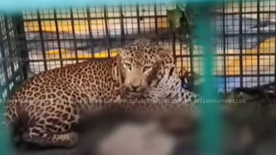 വയനാട്ടിൽ ഭീതി പരത്തിയ പുലി കൂട്ടിലായി