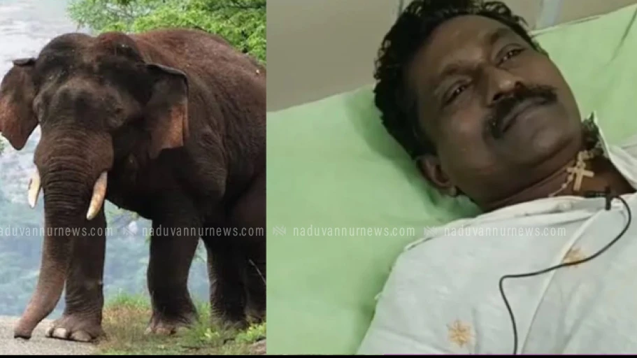 തൊട്ടിൽപ്പാലത്ത് കാട്ടാന അക്രമണത്തിൽ ദമ്പതിമാർക്ക് പരിക്ക്