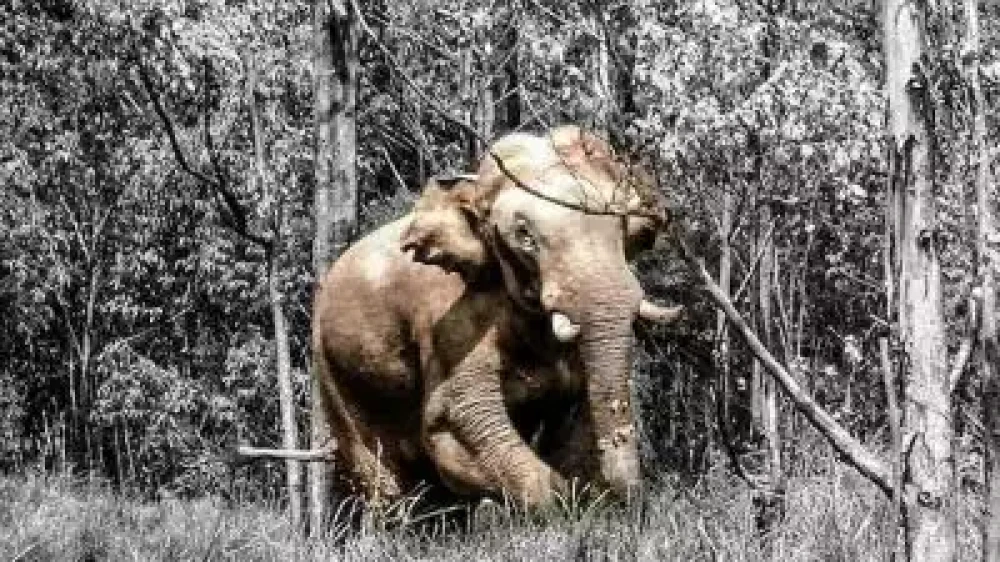  സംസ്ഥാനത്ത് വീണ്ടും കാട്ടാന ആക്രമണം; അട്ടപ്പാടിയിൽ യുവാവ് കൊല്ലപ്പെട്ടു