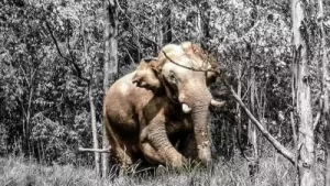 
                        സംസ്ഥാനത്ത് വീണ്ടും കാട്ടാന ആക്രമണം; അട്ടപ്പാടിയിൽ യുവാവ് കൊല്ലപ്പെട്ടു