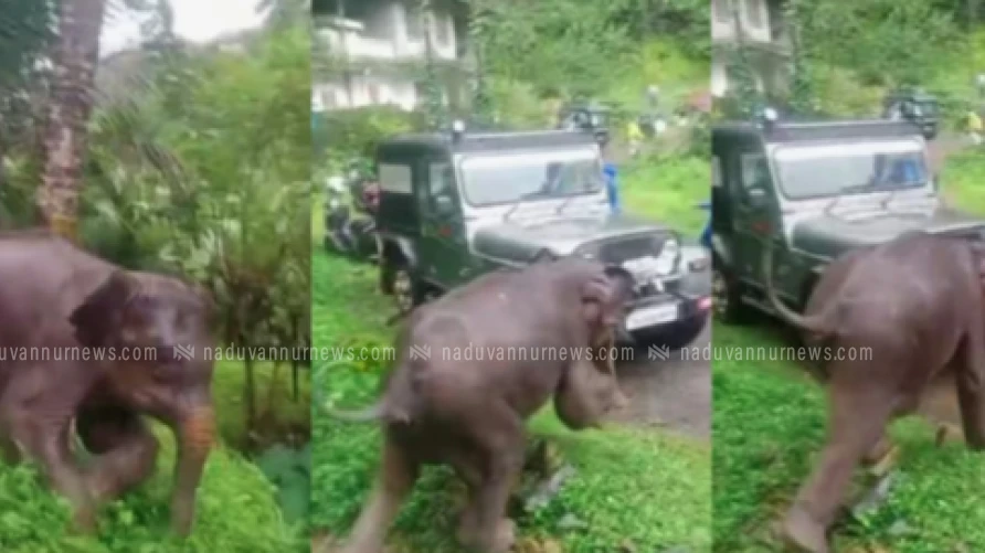 തൊട്ടിൽപ്പാലത്ത് നാട്ടുകാർക്കിടയിലേക്ക് കാട്ടാന പാഞ്ഞടുത്തു