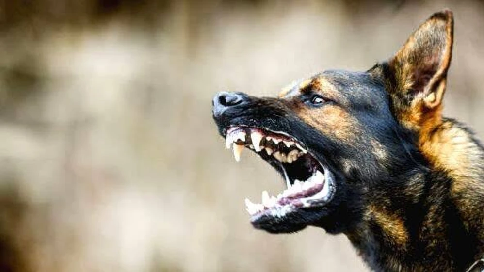 കൊഴുക്കലൂരിൽ ഏഴു വയസ്സുകാരിയെ തെരുവുനായ ആക്രമിച്ചു