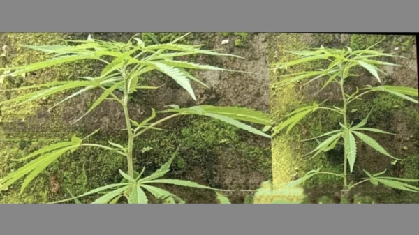  മുണ്ടക്കയത്ത് പൊതുസ്ഥലത്ത് നട്ടുവളർത്തിയ നിലയിൽ കഞ്ചാവ് ചെടി കണ്ടെത്തി