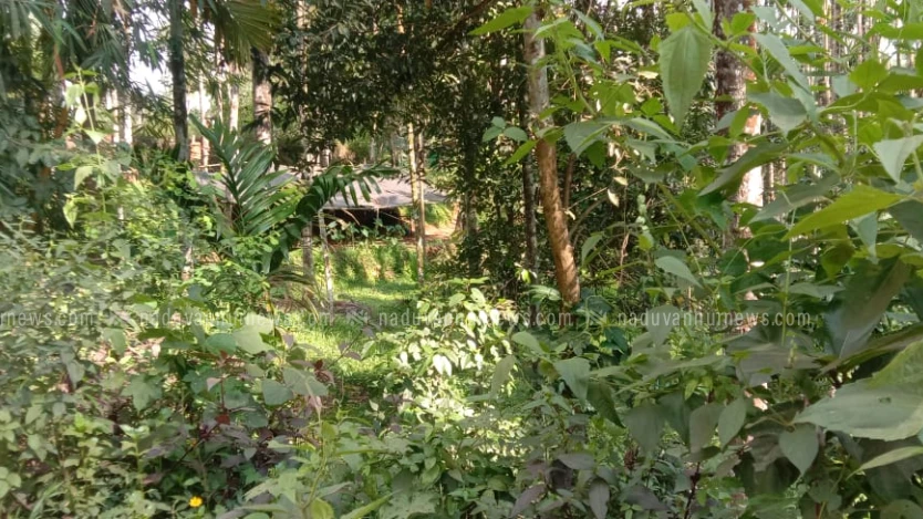  പറമ്പിൽ കാട് കൂടിയിട്ടുണ്ടോ? വേഗം വൃത്തിയാക്കി കൊള്ളൂ; ഇല്ലെങ്കിൽ പഞ്ചായത്ത് വൃത്തിയാക്കി ഫൈൻ ഇടും