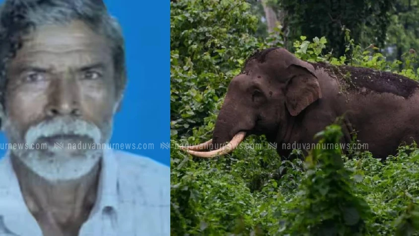 പാലക്കാട് മുണ്ടൂരിൽ കാട്ടാന ആക്രമണം; ഒരാൾ കൊല്ലപ്പെട്ടു