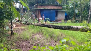 
                        കോട്ടൂരിൽ ശക്തമായ കാറ്റിൽ മരം കടപുഴകി വീണു