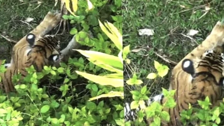 ഇടുക്കിയിലെ ​ഗ്രാമ്പിയിൽ നിന്നും മയക്കുവെടിവെച്ച് പിടികൂടിയ കടുവ ചത്തു